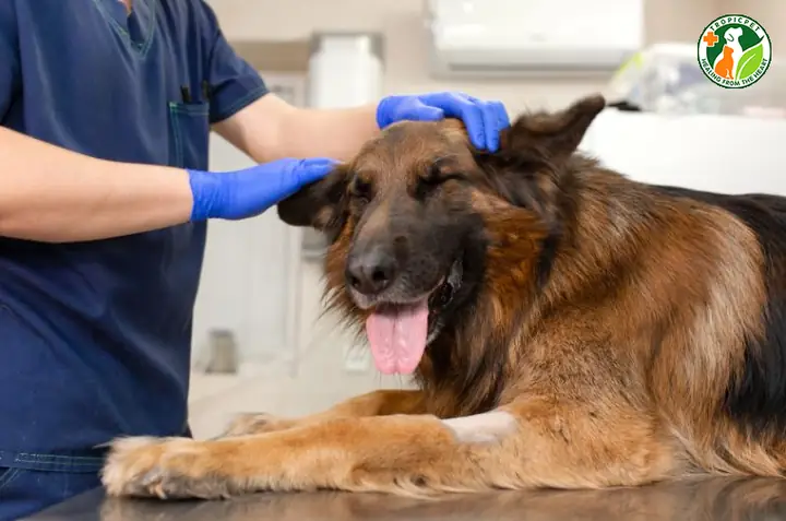 Khám Sức Khỏe Định Kỳ Cho Thú Cưng