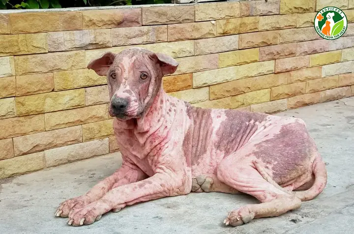 Dấu Hiệu Nhận Biết Chó Bị Lở Loét Da