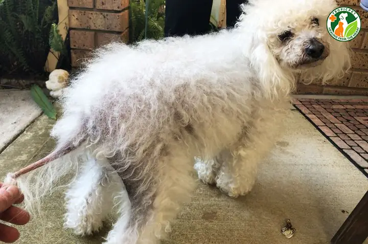 Do Các Bệnh Lý Nội Khoa