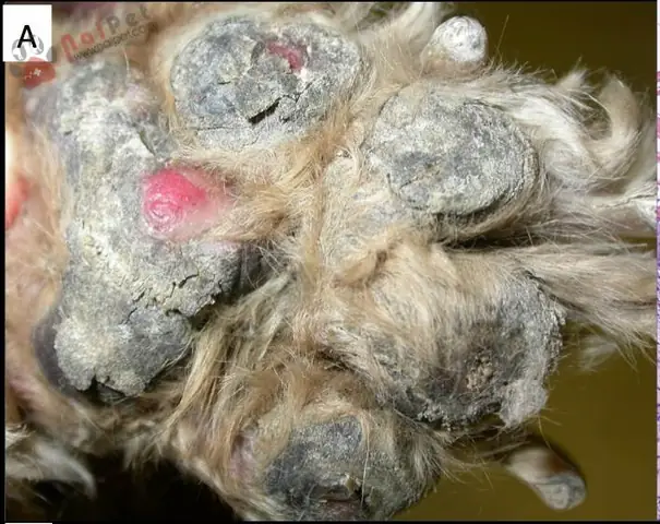 Chó Bị Loét Gan Bàn Chân: Nguyên Nhân, Dấu Hiệu Và Cách Xử Lý Hiệu Quả