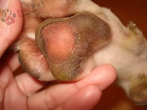 Chó Bị Loét Gan Bàn Chân: Nguyên Nhân, Dấu Hiệu Và Cách Xử Lý Hiệu Quả