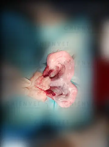 Chó Bị Lộn Tử Cung