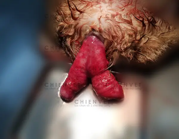 Chó Bị Lộn Tử Cung