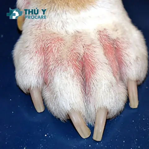 Thăm Khám Bác Sĩ Thú Y