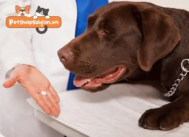 Liệu Pháp Ức Chế Miễn Dịch Liệu Pháp Ức Chế Miễn Dịch