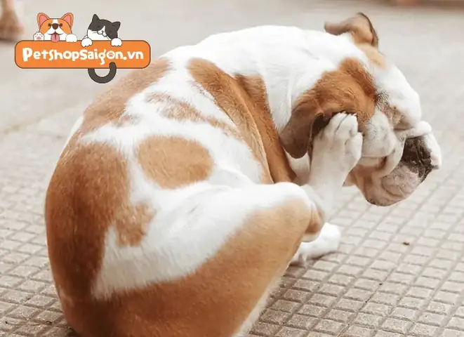 Tại Sao Chó Bị Ngứa Gãi Chảy Máu? Tại Sao Chó Bị Ngứa Gãi Chảy Máu?