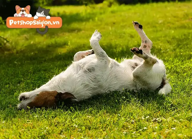 Liệu Pháp Miễn Dịch Liệu Pháp Miễn Dịch