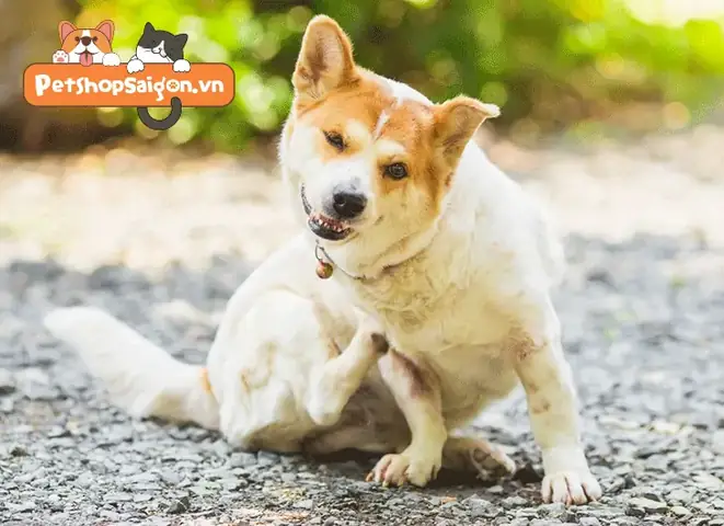 Điều Trị Triệu Chứng Điều Trị Triệu Chứng