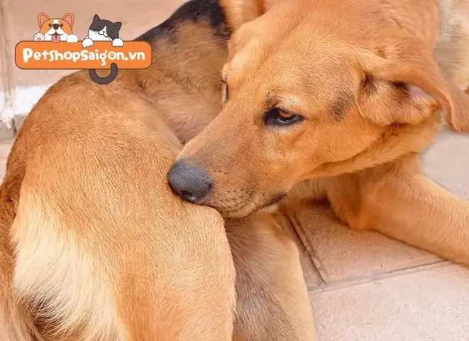Dấu Hiệu Nhận Biết Bệnh Khi Chó Bị Ngứa Gãi Chảy Máu Dấu Hiệu Nhận Biết Bệnh Khi Chó Bị Ngứa Gãi Chảy Máu