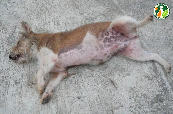 Do Chó Bị Nhiễm Khuẩn Da Hoặc Nấm Da