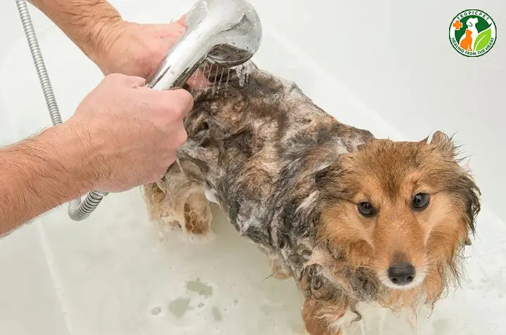 Điều Trị Song Song Tại Nhà