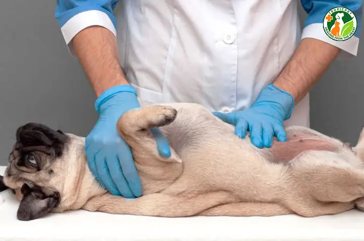 Đưa Chó Đến Bác Sĩ Thú Y Để Thăm Khám