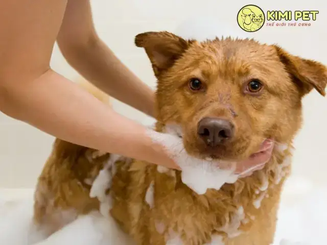 Dấu Hiệu Nhận Biết Chó Bị Nổi Mụn Ở Lưng Dấu Hiệu Nhận Biết Chó Bị Nổi Mụn Ở Lưng