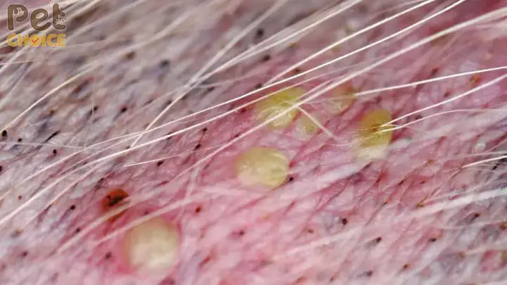 Các Nguyên Nhân Phổ Biến Khiến Chó Bị Nổi Mụn Ở Lưng Các Nguyên Nhân Phổ Biến Khiến Chó Bị Nổi Mụn Ở Lưng