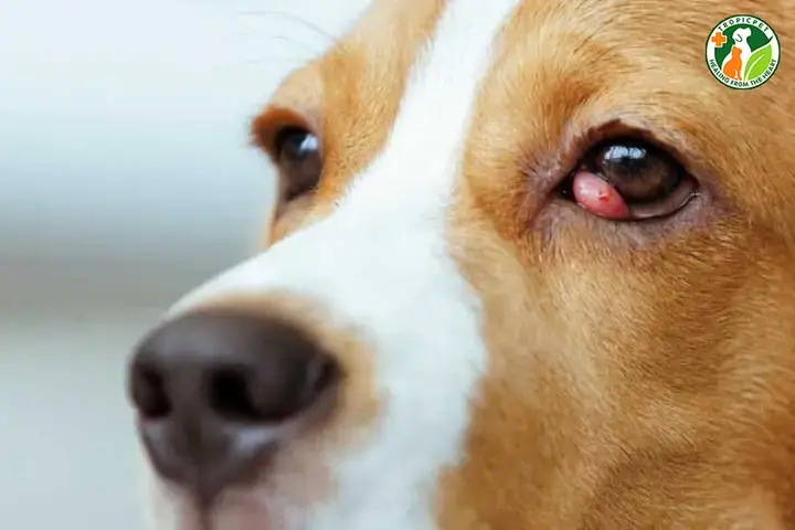 Dấu Hiệu Và Triệu Chứng Đi Kèm Cần Chú Ý Khi Chó Bị Nổi Nốt Đỏ Ở Mắt