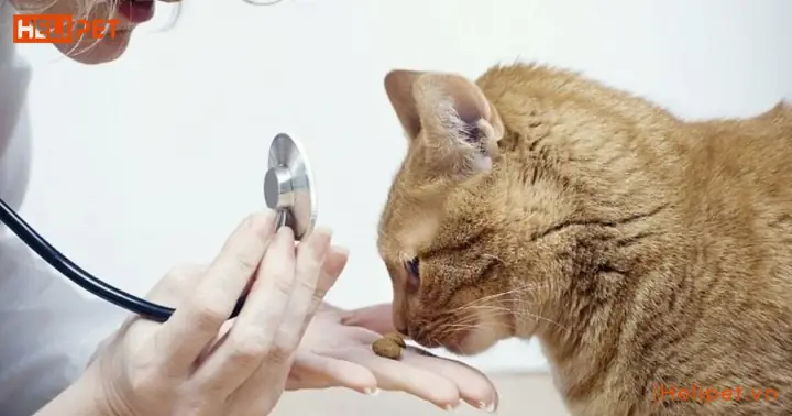 Làm Gì Khi Mèo Bị Nôn Sau Khi Uống Thuốc Tẩy Giun?