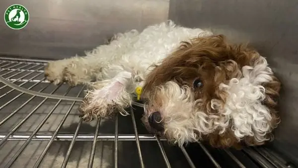 Điều Trị Cho Chó Bị Parvo Giai Đoạn Cuối