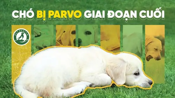 Chó Bị Parvo Giai Đoạn Cuối Còn Cứu Được Không?