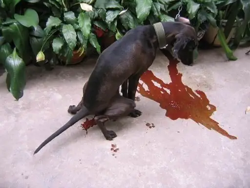 Chó Bị Parvo Nôn Ra Máu: Dấu Hiệu, Nguyên Nhân, Cách Điều Trị Và Phòng Ngừa Chó Bị Parvo Nôn Ra Máu: Dấu Hiệu, Nguyên Nhân, Cách Điều Trị Và Phòng Ngừa