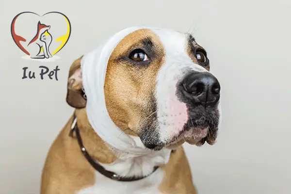 Hướng Dẫn Cách Chữa Chó Bị Rách Da Phải Làm Sao