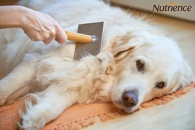 Chó Bị Rụng Lông Do Bệnh Cushing