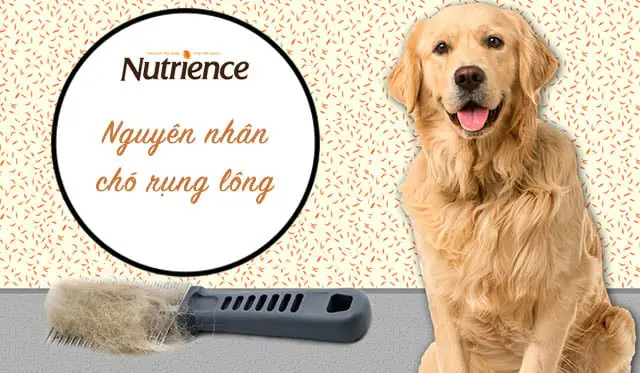 Nguyên Nhân Chó Bị Rụng Lông: Tại Sao Chó Bị Rụng Nhiều Lông