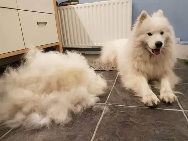 Những Lưu Ý Khi Phát Hiện Chó Bị Rụng Lông Thành Từng Mảng