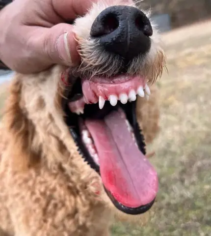 Chó Bị Rụng Răng Có Sao Không?