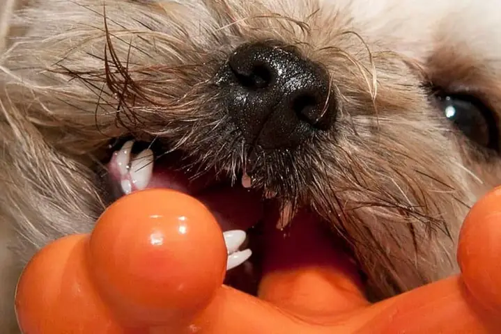 Cho-bi-rung-rang-co-sao-khong-3