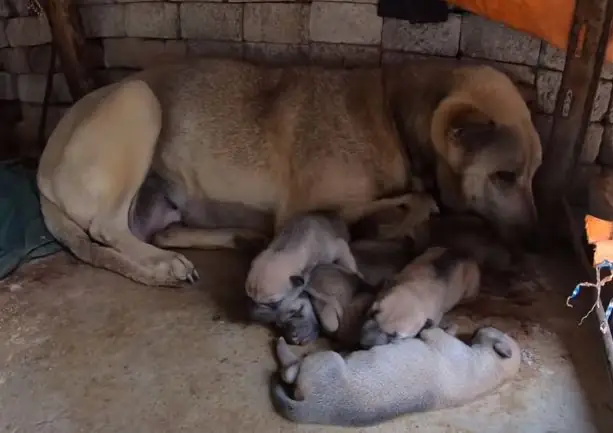 Hẹp Trực Tràng Và Hậu Môn Trực Tràng (rectal And Anal Stricture) Hẹp Trực Tràng Và Hậu Môn Trực Tràng (rectal And Anal Stricture)