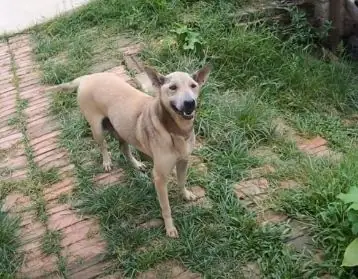 Bệnh Tuyến Hậu Môn Bệnh Tuyến Hậu Môn