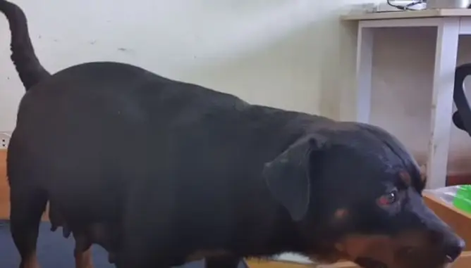 Khối U Trực Tràng (rectal Tumors)