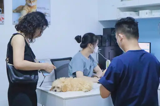 Dấu Hiệu Chó Bị Sảy Thai Dễ Phát Hiện Nhất