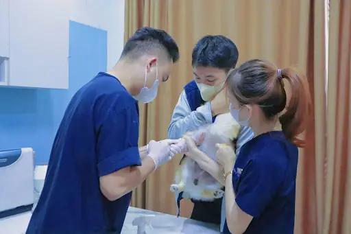 Một Số Biện Pháp Giúp Phòng Tránh Chó Bị Sảy Thai