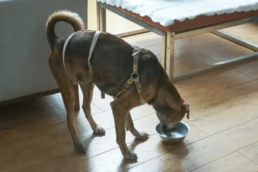 Cách Chăm Sóc Chó Bị Sảy Thai Phục Hồi Tốt