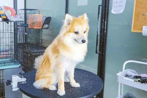 Chó Bị Sảy Thai Có Chết Không?