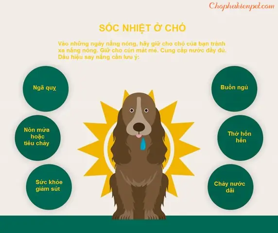 Biểu Hiệu Giúp Phát Hiện Chó Bị Sốc (shock) Nhiệt