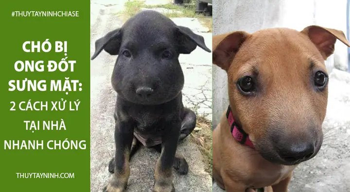 Chó Bị Sưng Mặt Là Bệnh Gì? Nguyên Nhân, Dấu Hiệu Và Cách Xử Lý