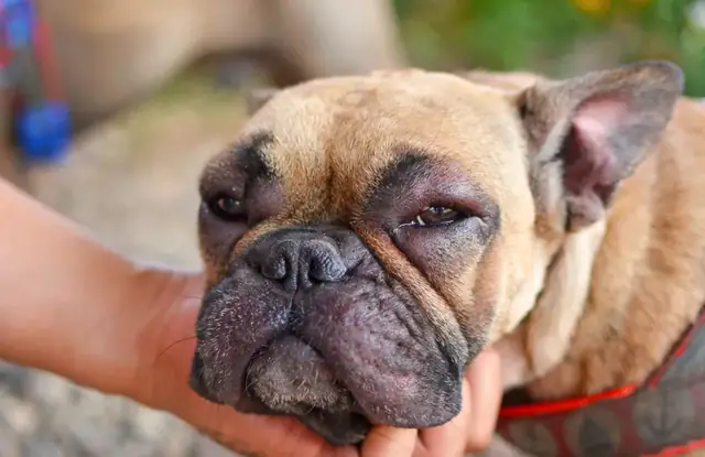 Chó Bị Sưng Phù Toàn Thân: Nguyên Nhân, Triệu Chứng Và Cách Xử Lý Kịp Thời