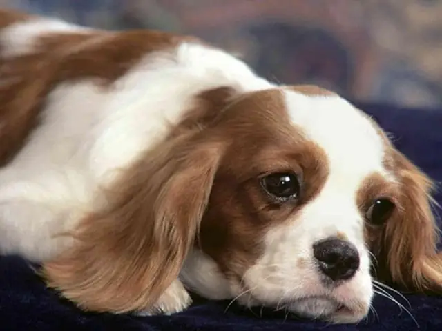 Chó Bị Suy Thận