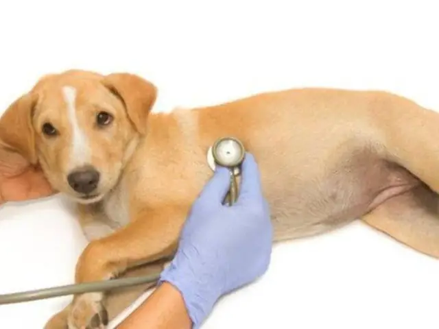 Chó Bị Suy Thận Là Gì?