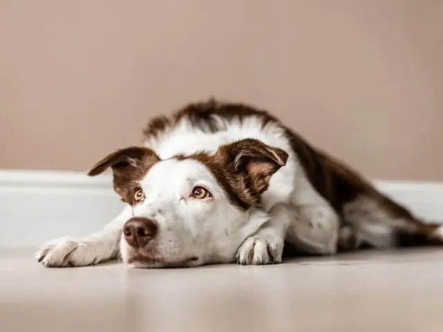 Sống Chung Và Kiểm Soát Bệnh Suy Thận Ở Chó