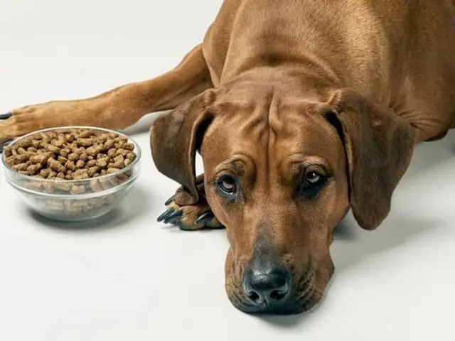 Chó Bị Suy Thận Nên Ăn Gì?