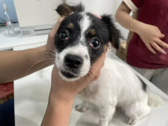 Nguyên Nhân Nào Gây Ra Bệnh Teo Cơ Ở Chó Nguyên Nhân Nào Gây Ra Bệnh Teo Cơ Ở Chó