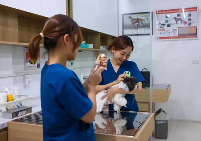 Cách Phòng Tránh Chó Bị Tiêu Chảy Màu Vàng