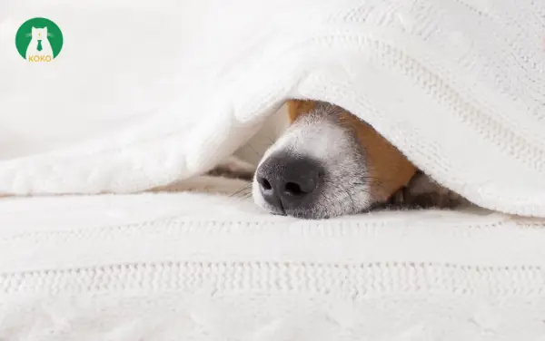 Tràn Dịch Phổi Ở Chó Là Gì?