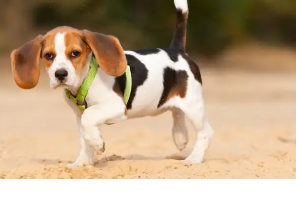 Cách Điều Trị Chó Bị Đau Chân Và Đi Khập Khiễng Do Trật Khớp Xương Bánh Chè