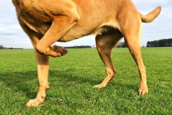 Nguyên Nhân Chó Bị Trật Khớp Chân Bánh Chè