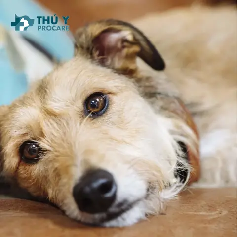 Nguyên Nhân Và Cách Điều Trị Chó Bị Viêm Bàng Quang