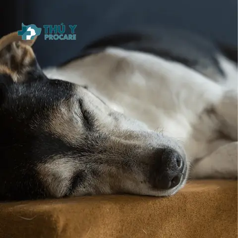 Các Triệu Chứng Của Bệnh Viêm Bàng Quang Ở Chó